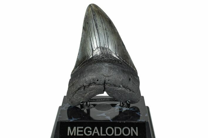 Fossil Megalodon Tooth - South Carolina #239812